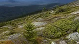 Study finds 'alpine greening' creeping up Mount Katahdin and other New England summits