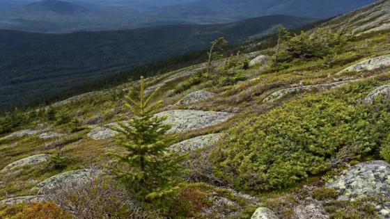 Study finds 'alpine greening' creeping up Mount Katahdin and other New England summits